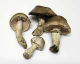 Agaricus praeclaresquamosus